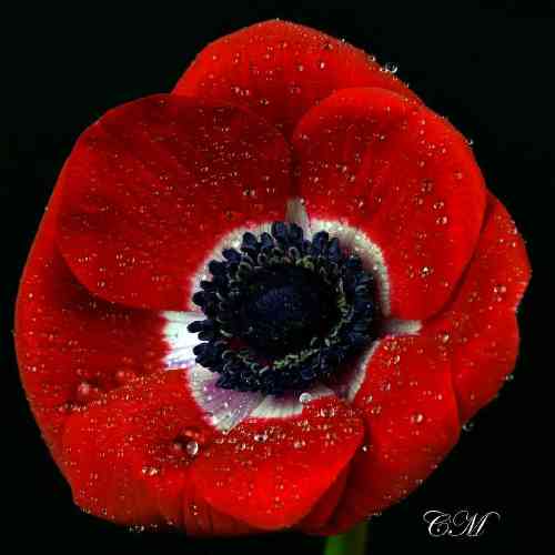 ناصر یعقوبی دستانم شده سمت خدا رو به دعا بهر نیازم